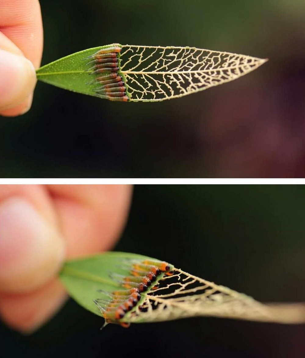 Photos For Perfectionists (20 pics)