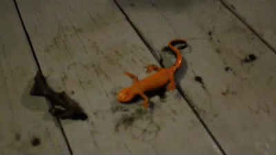 Acid GIFs, November 14 (25 gifs) Acid GIFs, November 14 (25 gifs)