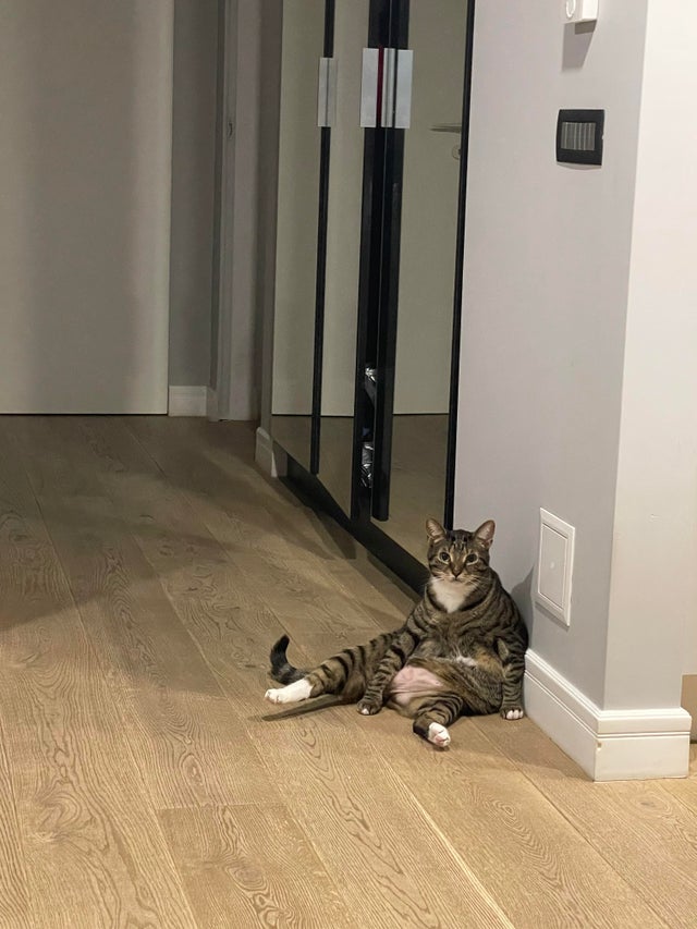 Funny Cats (29 pics) Funny Cats (29 pics)