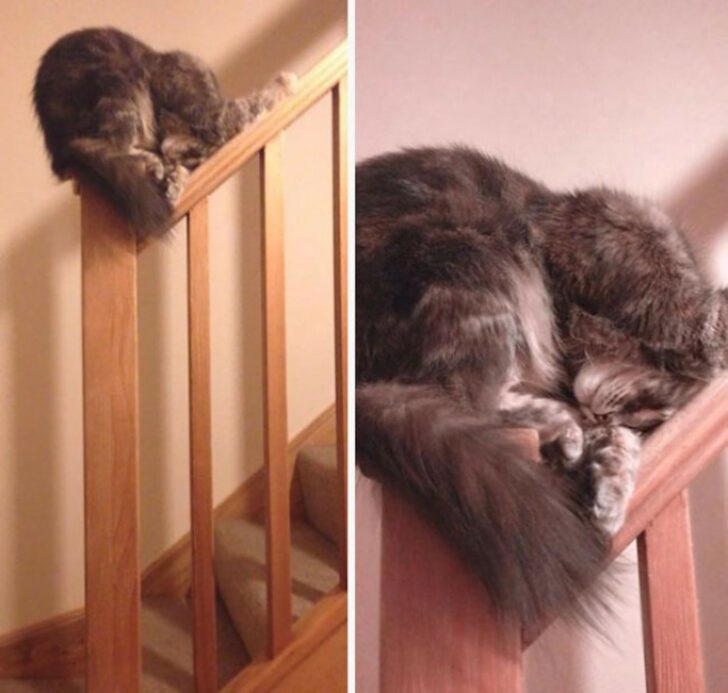 Funny Cats (29 pics) Funny Cats (29 pics)