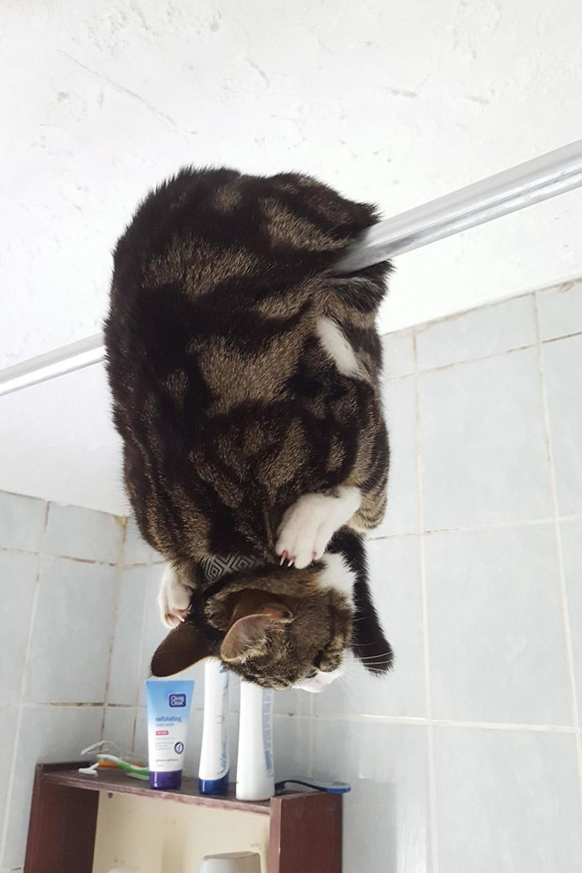 Funny Cats (29 pics) Funny Cats (29 pics)