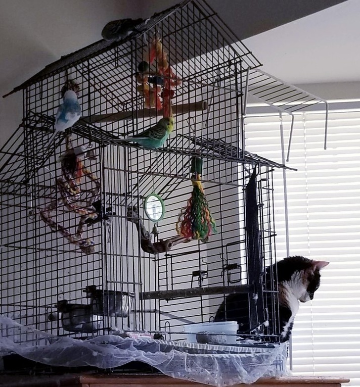 Funny Cats (29 pics) Funny Cats (29 pics)