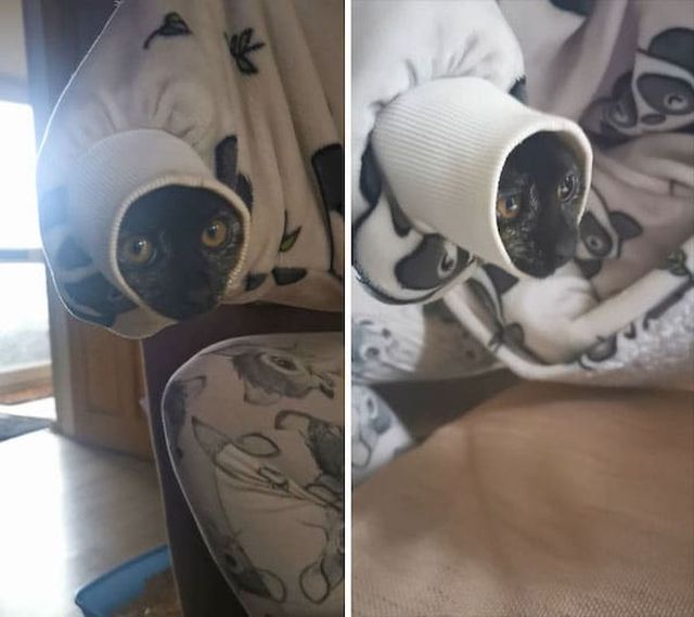 Funny Cats (29 pics)