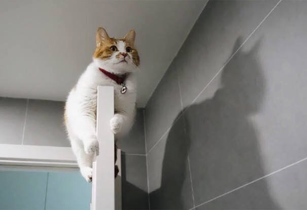 Unusual Shadows (20 pics)