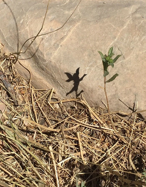 Unusual Shadows (20 pics)