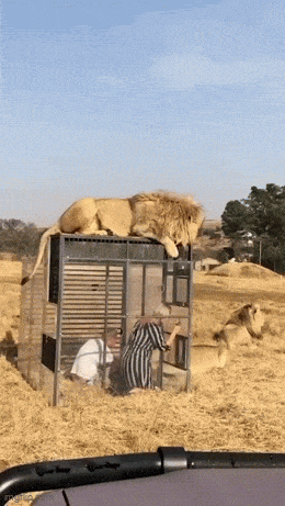 Acid GIFs, November 19 (25 gifs)