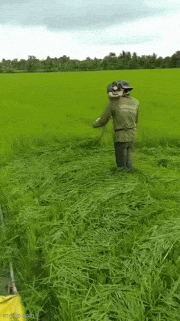 Acid GIFs, November 19 (25 gifs)