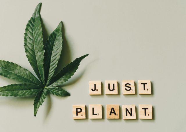 I Tried Growing Pineapple Express From Seed and It Got Completely Out of Control (In a Good Way)