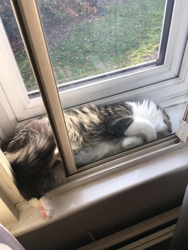 They Can Sleep Anywhere (29 pics)