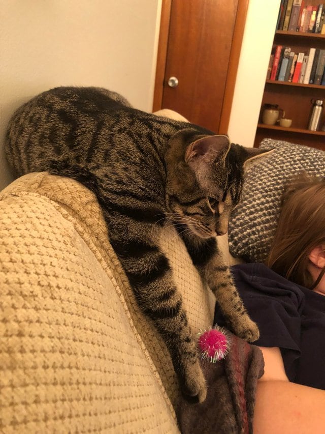 They Can Sleep Anywhere (29 pics)