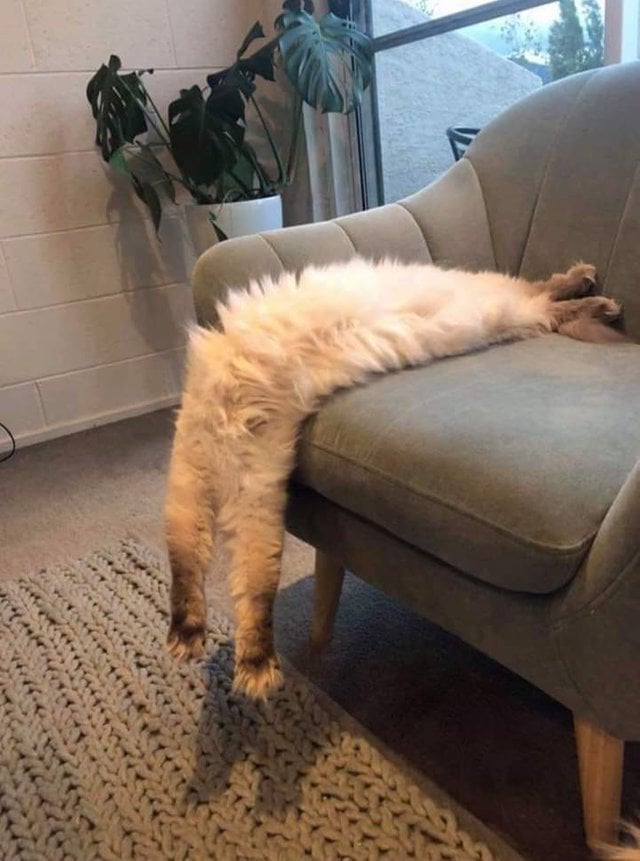 They Can Sleep Anywhere (29 pics)