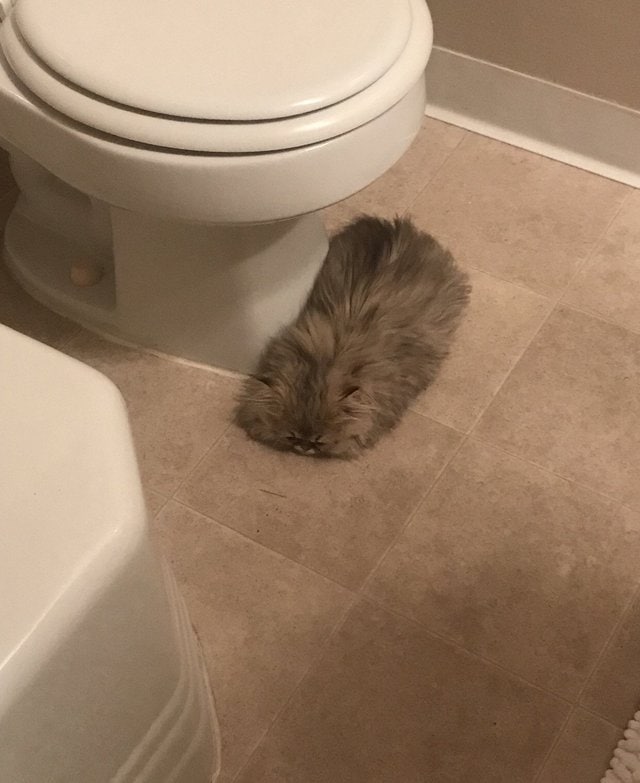 They Can Sleep Anywhere (29 pics)