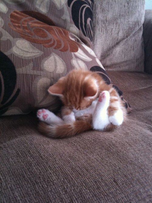 They Can Sleep Anywhere (29 pics)