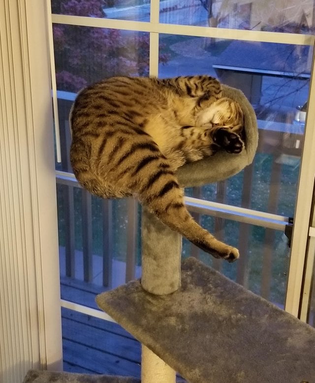 They Can Sleep Anywhere (29 pics)