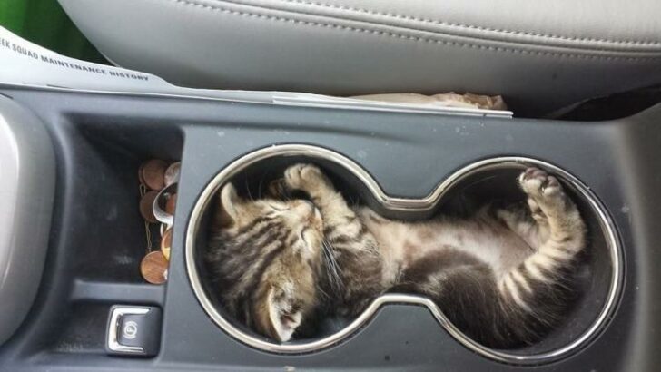 They Can Sleep Anywhere (29 pics)