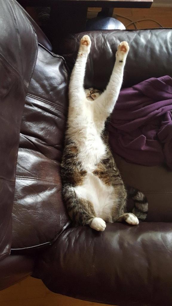 They Can Sleep Anywhere (29 pics)