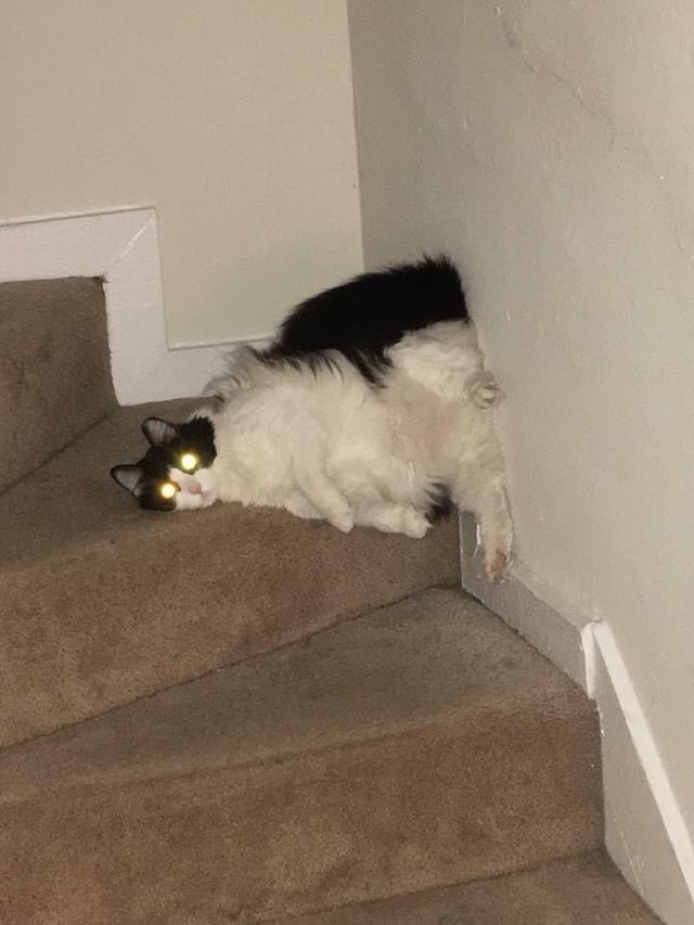 They Can Sleep Anywhere (29 pics)