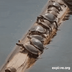 Acid GIFs, November 20 (25 gifs) Acid GIFs, November 20 (25 gifs)