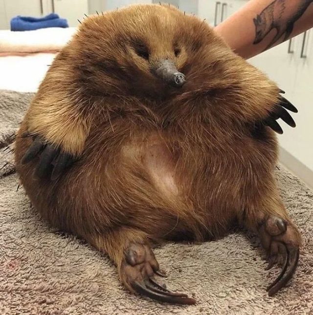 Giant Things (35 pics)