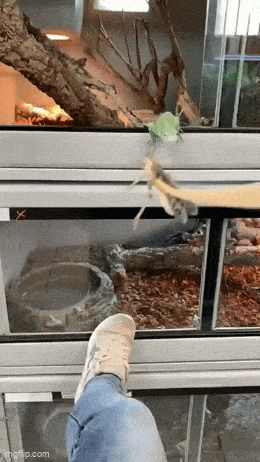 Acid GIFs, November 21 (25 gifs)