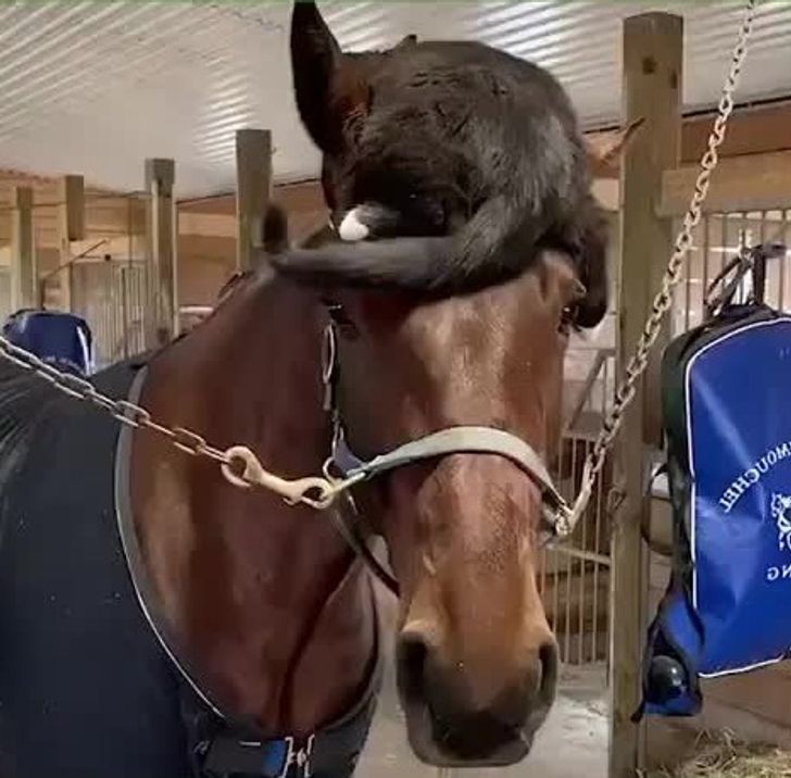 Funny Cats (29 pics) Funny Cats (29 pics)