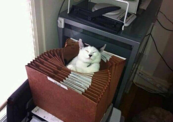 Funny Cats (29 pics) Funny Cats (29 pics)