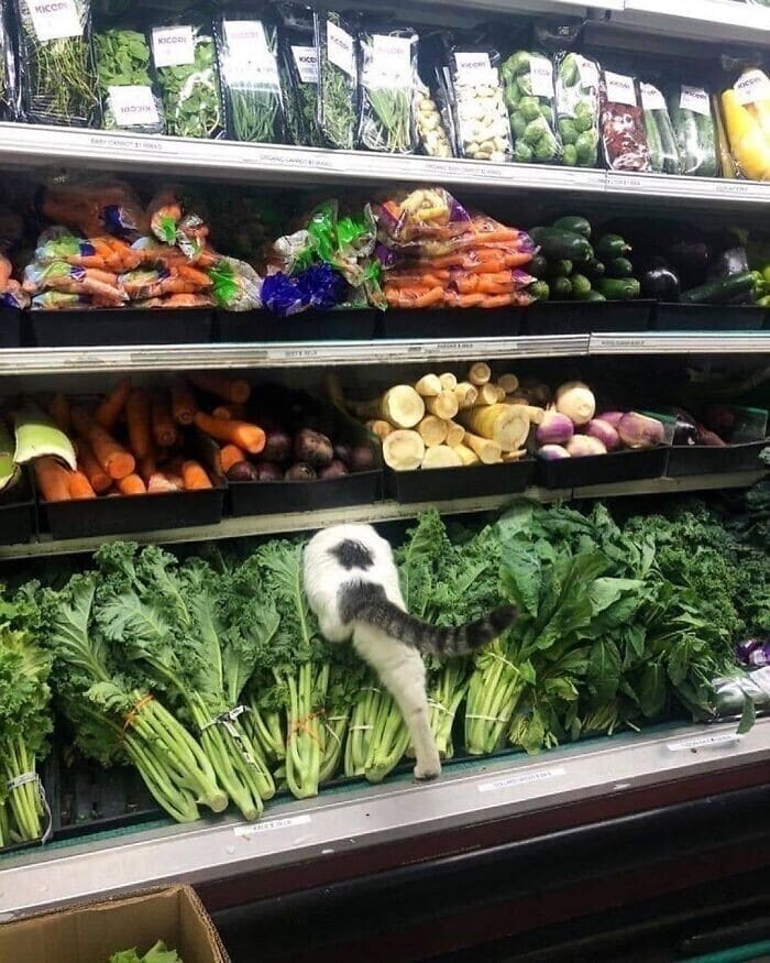 Funny Cats (29 pics) Funny Cats (29 pics)