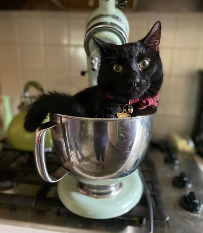 Funny Cats (29 pics) Funny Cats (29 pics)