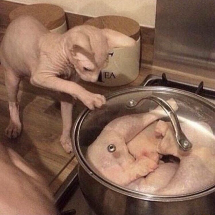 Funny Cats (29 pics)