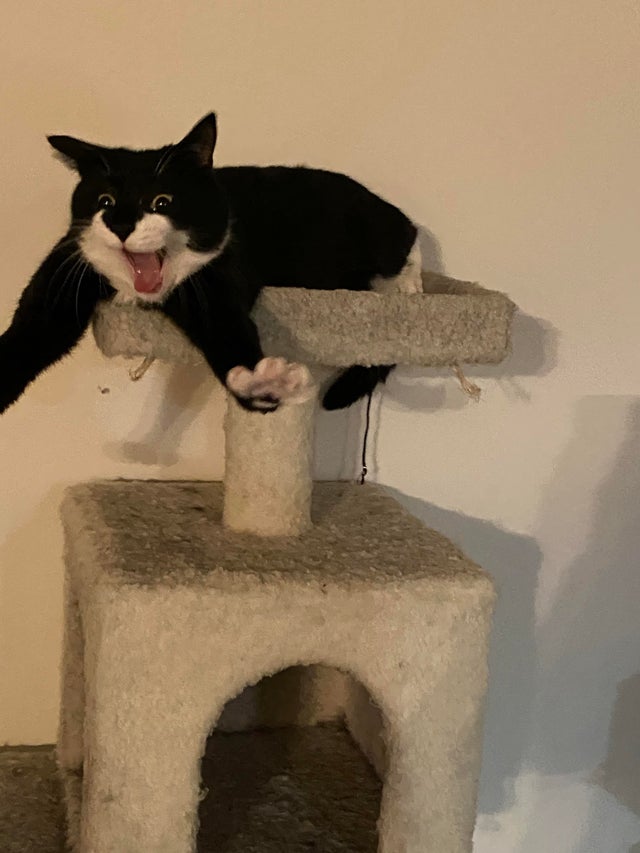 Funny Cats (29 pics) Funny Cats (29 pics)