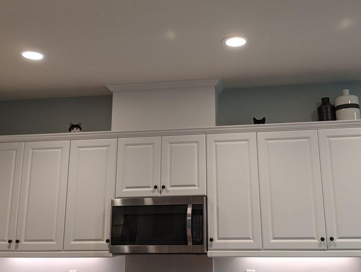 Funny Cats (29 pics) Funny Cats (29 pics)