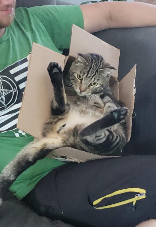 Funny Cats (29 pics) Funny Cats (29 pics)