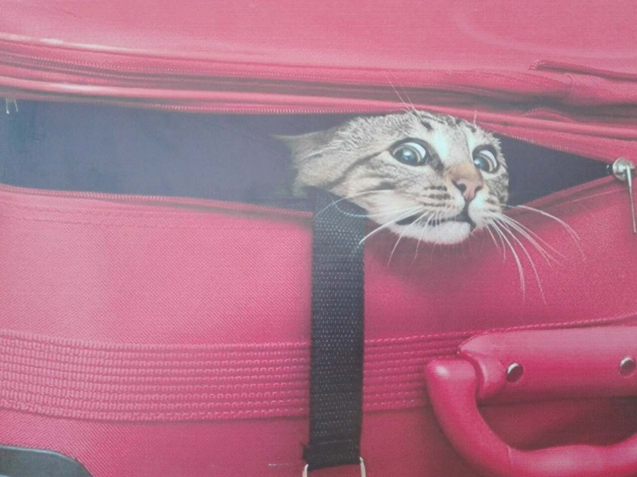 Daily Pictures. Part 2 (63 pics)