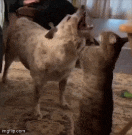 Acid GIFs, November 24 (25 gifs)