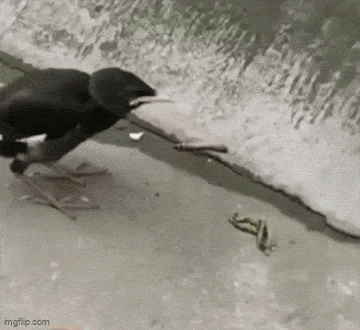 Acid GIFs, November 24 (25 gifs)