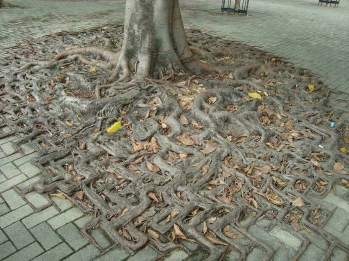 The Power Of Nature (16 pics)