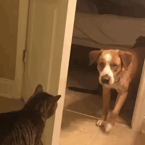 Acid GIFs, November 25 (25 gifs)