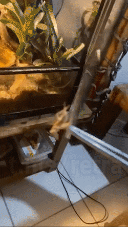 Acid GIFs, November 25 (25 gifs)