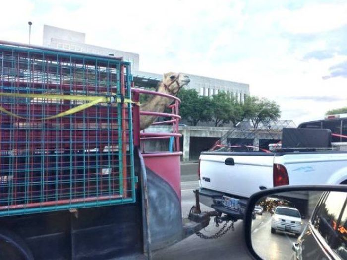 Daily Pictures. Part 1 (66 pics)