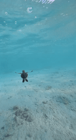 Acid GIFs, November 26 (25 gifs) Acid GIFs, November 26 (25 gifs)