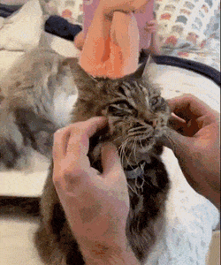 Acid GIFs, November 26 (25 gifs) Acid GIFs, November 26 (25 gifs)