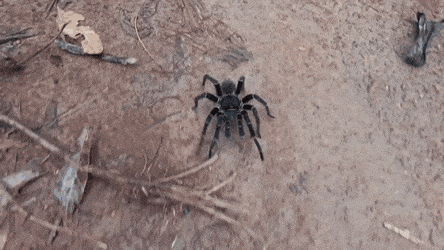 Acid GIFs, November 26 (25 gifs) Acid GIFs, November 26 (25 gifs)