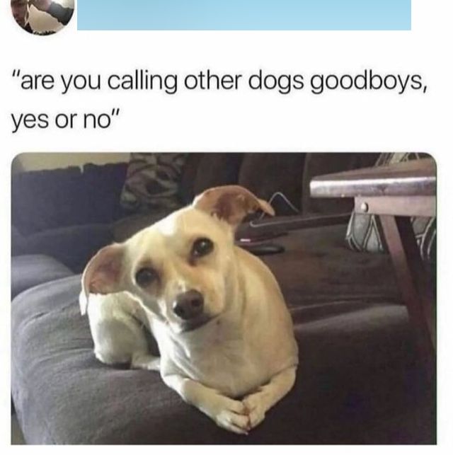 Memes With Animals (32 pics)