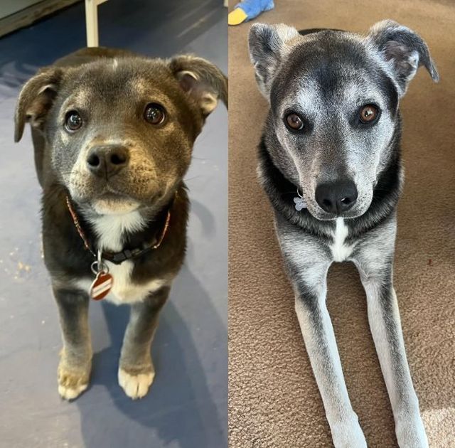 Photos For Dogs Lovers (36 pics)