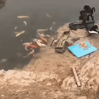 Acid GIFs, November 27 (25 gifs) Acid GIFs, November 27 (25 gifs)