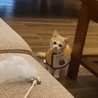 Acid GIFs, November 27 (25 gifs) Acid GIFs, November 27 (25 gifs)