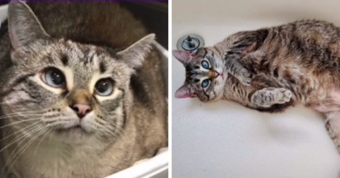 Cats Before And After Adoption (17 pics) Cats Before And After Adoption (17 pics)