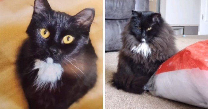 Cats Before And After Adoption (17 pics)