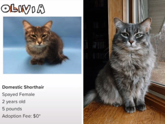 Cats Before And After Adoption (17 pics) Cats Before And After Adoption (17 pics)