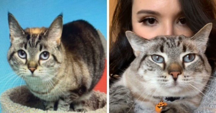 Cats Before And After Adoption (17 pics) Cats Before And After Adoption (17 pics)
